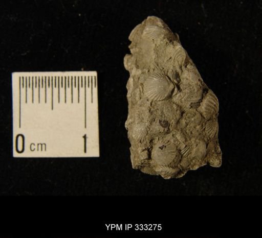 Zygospira sp.