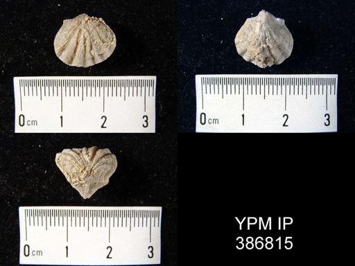 Meekella difficilis