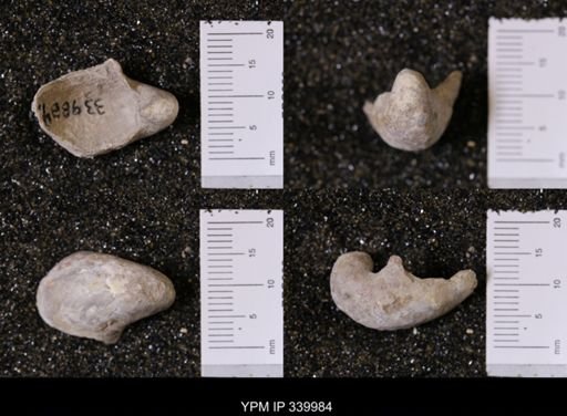 Gryphea washitaensis