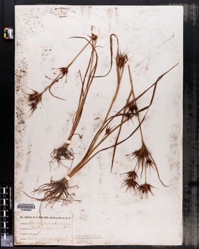 Rhynchospora macrostachya
