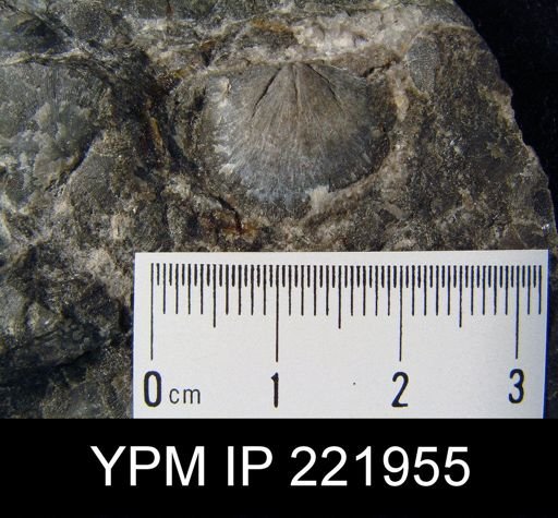 Mclearnites sp.