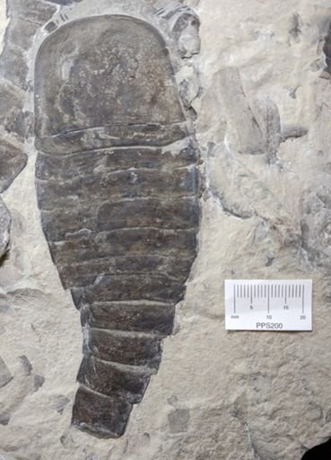 Eurypterus lacustris