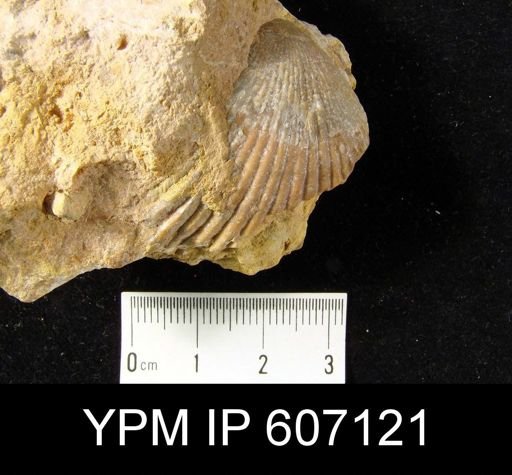 undet. Brachiopoda
