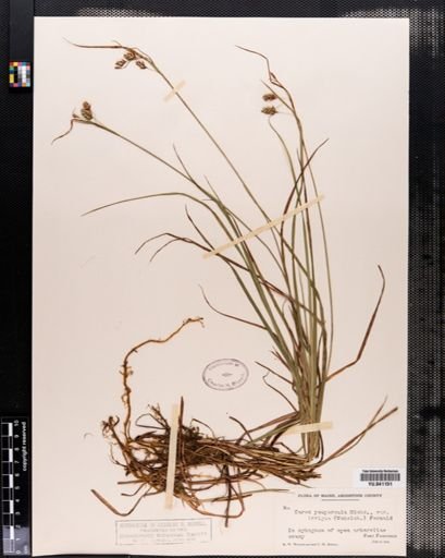 Carex paupercula