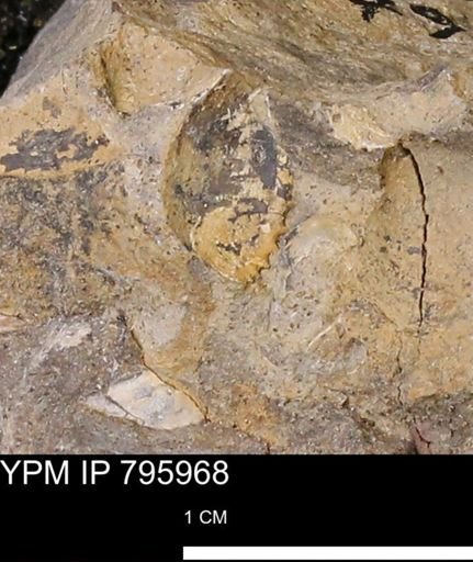 undet. Mollusca