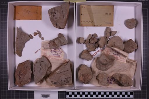 mixed taxa, stratigraphic collection