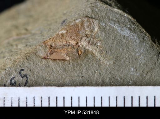 undet. Cornuta