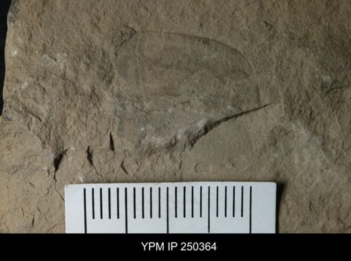 Pterygotus juvenis