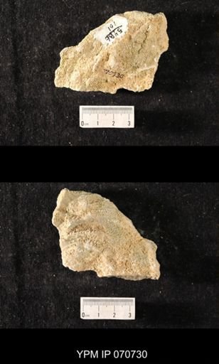 Favosites louisvillensis?