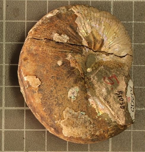 Hoploscaphites nicolletii