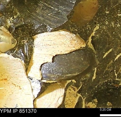 Limopsis striatopunctatus