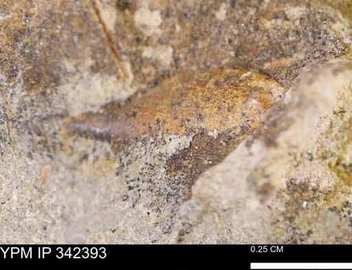 undet. Mollusca