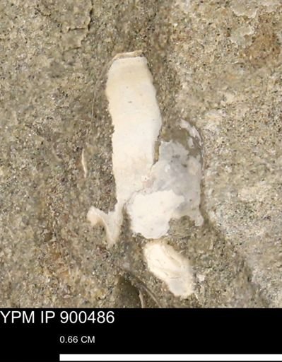 undet. Bivalvia