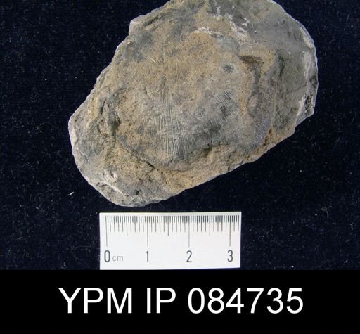 Brachyprion profundum