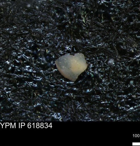 undet. Ostracoda