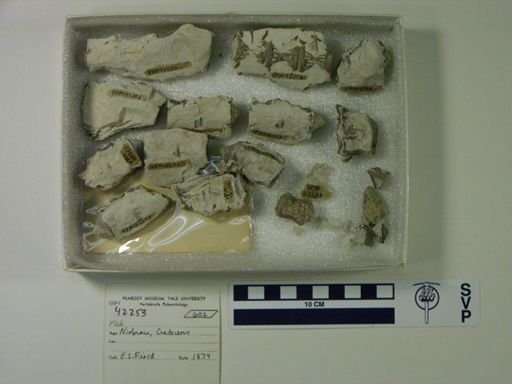 undet. Actinopterygii