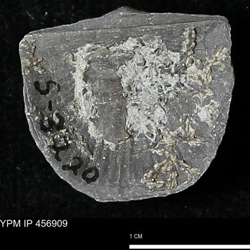 Stropheodonta sp.