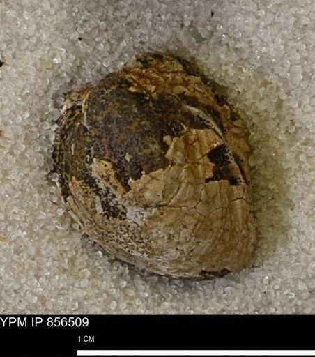 Protocardia sp.