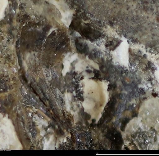 Corbulamella gregaria