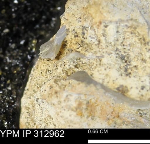 undet. Bivalvia