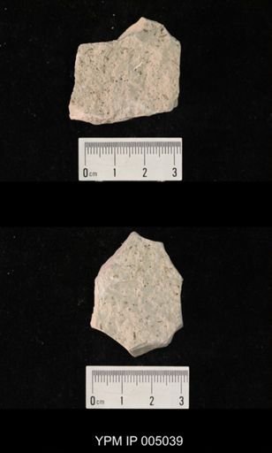 Protohymen permianus