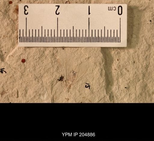 Blattaria
