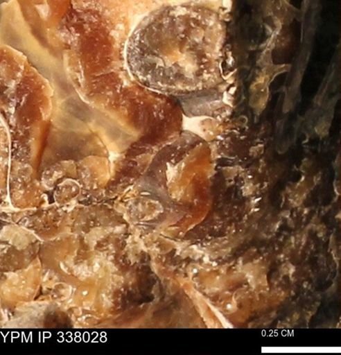 undet. Ammonoidea