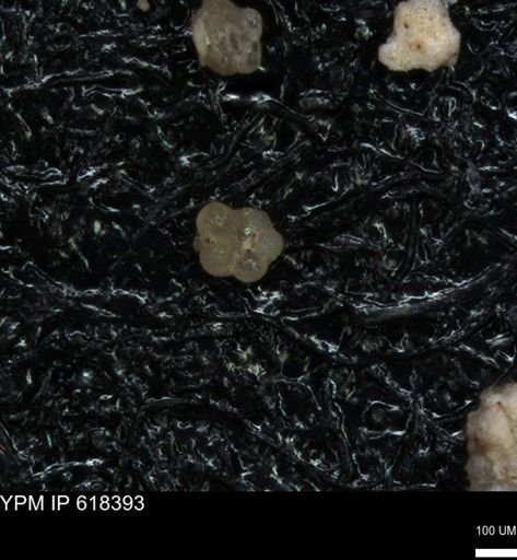Rugoglobigerina sp.