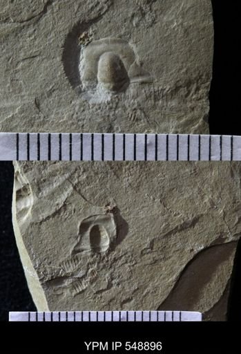 Trilobita