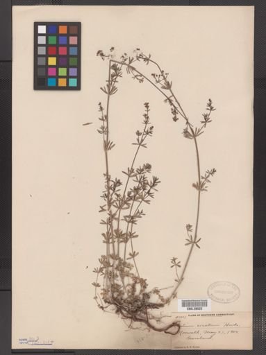 Galium erectum
