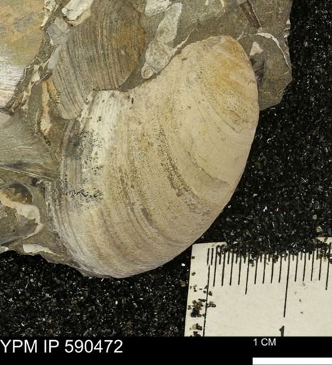 undet. Bivalvia