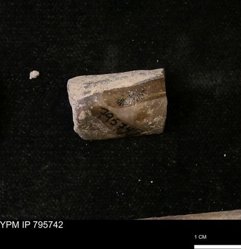 Baculites sp.