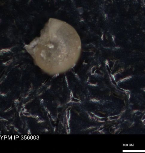 undet. Foraminiferida