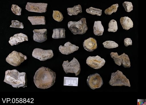 undet. Actinopterygii