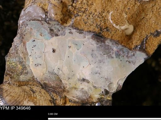 undet. Ammonoidea