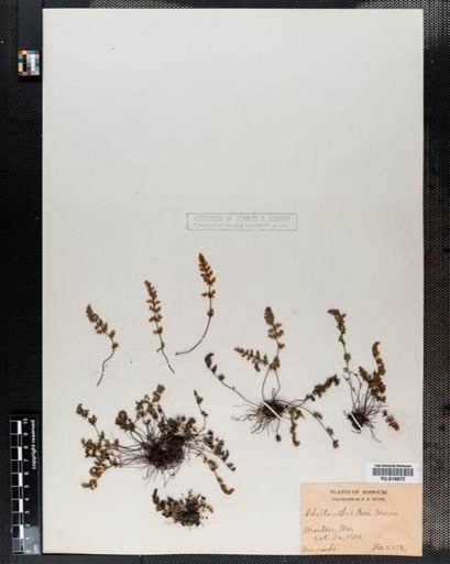 Cheilanthes