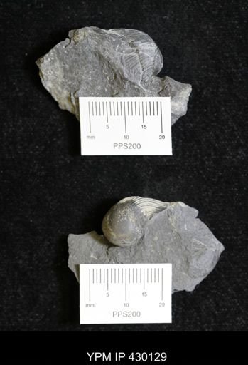 Phragmosphaera sp.