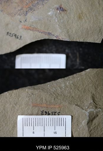 undet. Graptolithina
