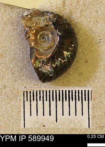 Hoploscaphites nicolletii