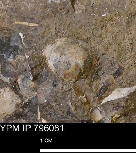 Spisula elliptica
