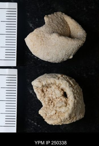 undet. Gastropoda