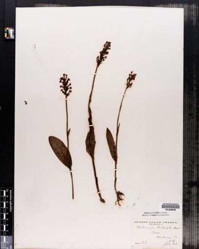 Habenaria clavellata