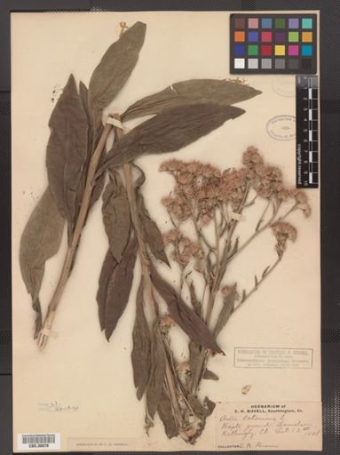 Aster tataricus