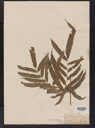Coniogramme