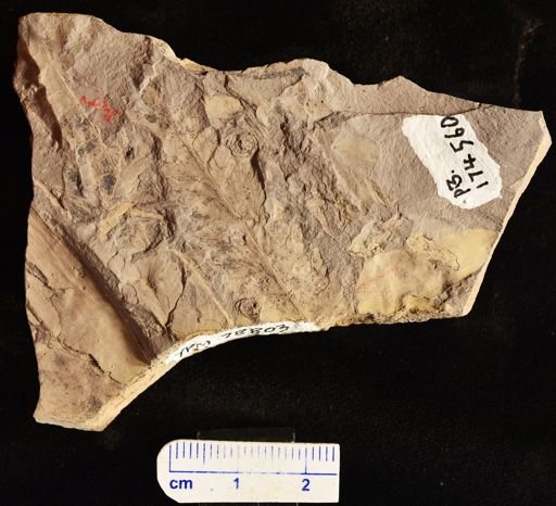 Coniopteris sp.