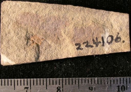 Stephanoura belgica