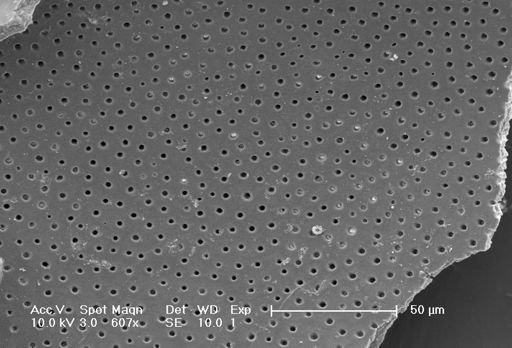 Globorotalia truncatulinoides