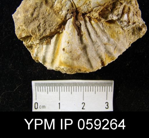 Spirifer arrectus