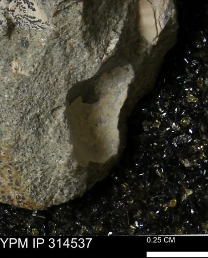 undet. Mollusca