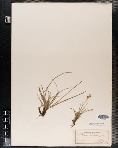 Carex